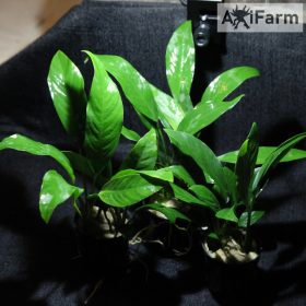Anubias lanceolata