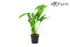 Anubias lanceolata