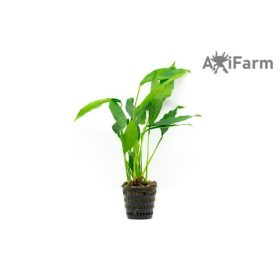 Anubias lanceolata