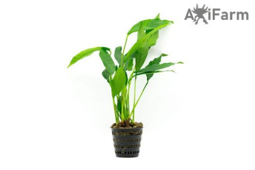 Anubias lanceolata