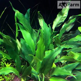 Anubias minima