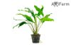 Anubias minima