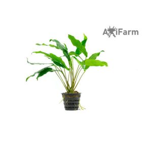 Anubias minima