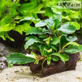 Bucephalandra green wavy
