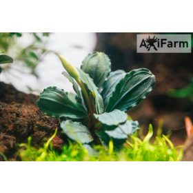 Bucephalandra green wavy