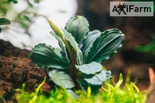 Bucephalandra green wavy