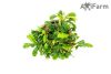 Bucephalandra green wavy