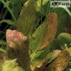 Echinodorus Ozelot Red
