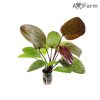 Echinodorus Ozelot Red