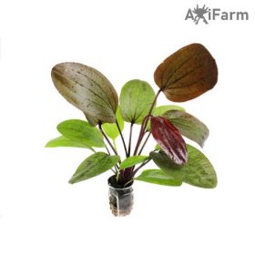 Echinodorus Ozelot Red