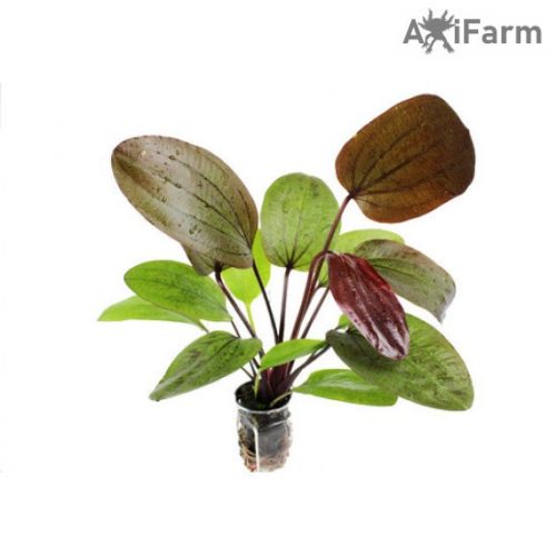 Echinodorus Ozelot Red