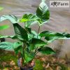 Anubias barteri striped