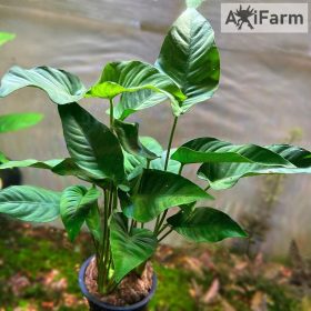 Anubias barteri striped