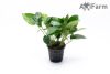 Anubias barteri striped