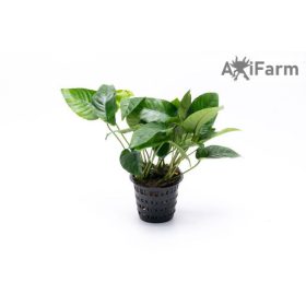 Anubias barteri striped
