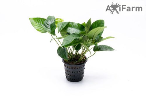Anubias barteri striped