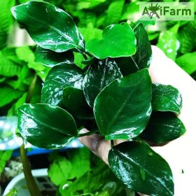 Anubias barteri var nana