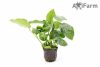 Anubias barteri var nana