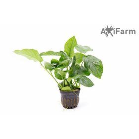 Anubias barteri var nana