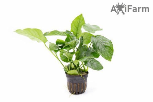 Anubias barteri var nana