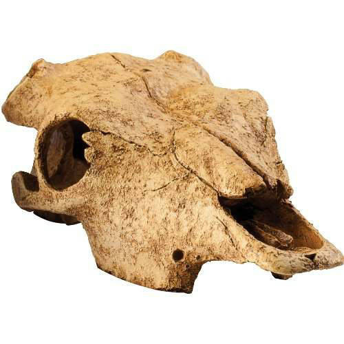 Exo-Terra Buffalo Skull - bölény koponya formájú búvóhely hüllők részére (13x9x24cm)