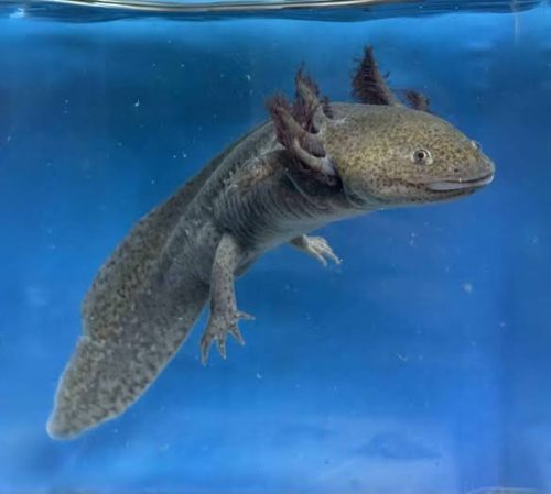 Vadas axolotl (ifjoncok)