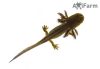 Vadas axolotl (ifjoncok)