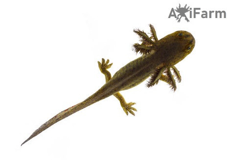 Vadas axolotl (ifjoncok)