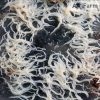 Grindalféreg- eleségtáplálék 4-7cm közötti axolotloknak
