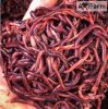 Földigiliszta-Speciális, saját tenyésztésű élő giliszta - 10-25  cm közötti axolotlnak