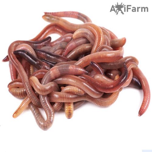 Földigiliszta-Speciális, saját tenyésztésű élő giliszta - 10-25  cm közötti axolotlnak