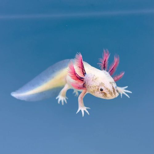 Maszatos axolotl (15+ , tenyészméret)