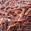 Földigiliszta- Speciális, saját tenyésztésű élő giliszta - 7-15  cm-es axolotlnak-150ml 