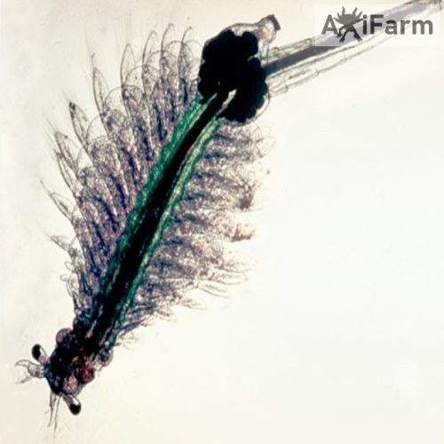 Artemia pete, sórák pete- Ocean Nutrition 150 ml/ 90 g - axolotl bébi kikeléstő -3 cm-es méretig való tápláláshoz