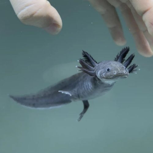 Melanoid axolotl (15 + , tenyész méret)