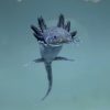 Melanoid axolotl (15 + , tenyész méret)