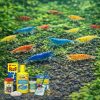 20 db Neocaridina Garnéla Kezdő Csomag – Teljes Induló Szett