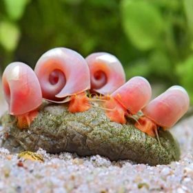   10 db Csiga-Piros postakürt csiga - Piros tányércsiga -(Planorbella sp. red)