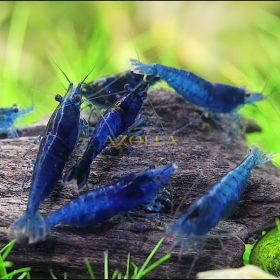   20 db "Hupikék törpike" garnéla - Neocaridina sp. var blue (vegyes kék garnéla csapat)