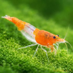   Narancs rili garnéla (Neocaridina heteropoda var. orange rili)