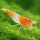 Narancs rili garnéla (Neocaridina heteropoda var. orange rili)