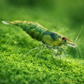 Jade zöld garnéla (Neocaridina heteropoda var. jade green)