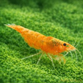 Narancssárga garnéla (Neocaridina sp. orange)