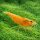 Narancssárga garnéla (Neocaridina sp. orange)