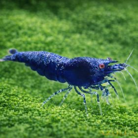 Zafír garnéla - Neocaridina sp. zafír