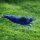 Zafír garnéla - Neocaridina sp. zafír