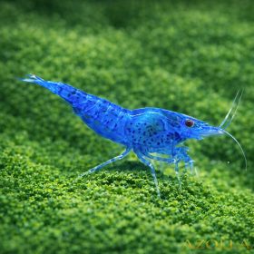 Blue dream garnéla - Neocaridina sp.var blue dream