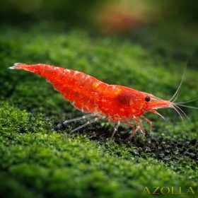 Cseresznye garnéla (Neocaridina sp. red cherry)