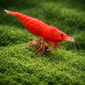 Red sakura garnéla (Neocaridina sp. sakura)