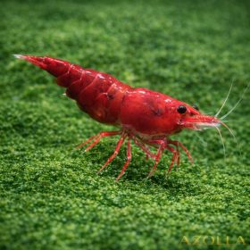 Bloody mary garnéla (Neocaridina sp. bloody mary)